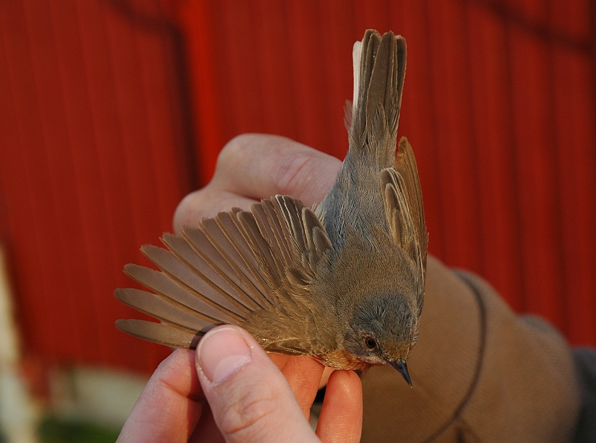 Subalpine Warbler, Sundre 20070522